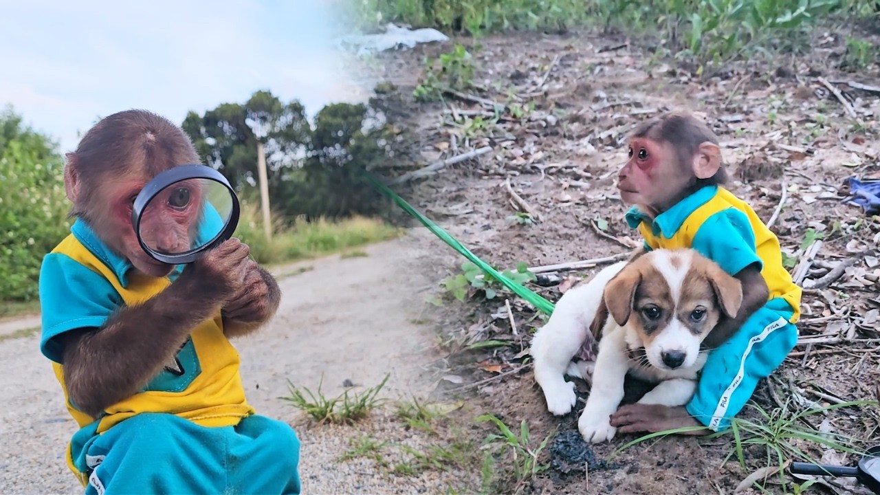 Detective SU! Monkey Track Missing Puppy's Clues to Bring Home!