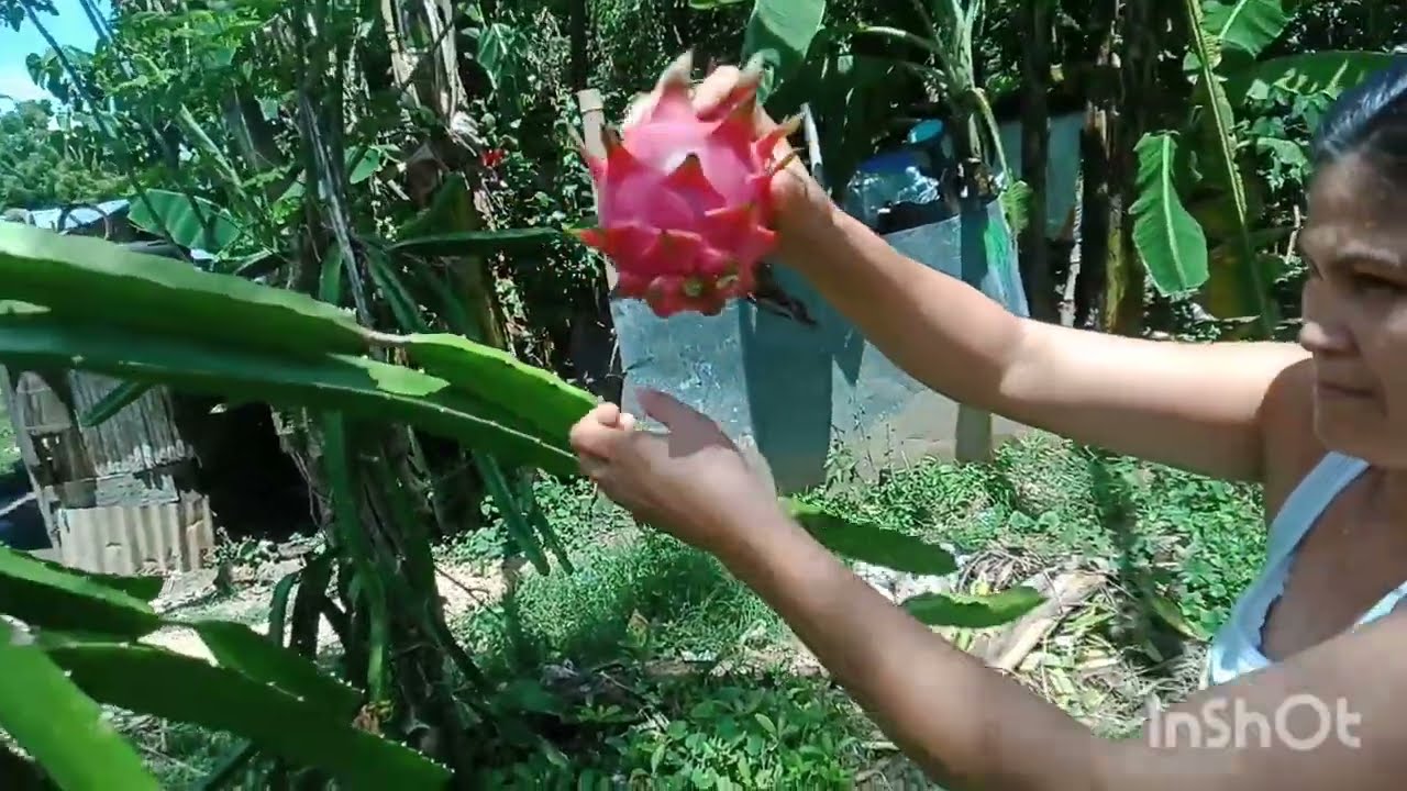 Harvesting a Dragon fruit....MT VLOGS...