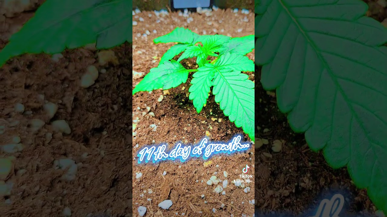 #fastbuds420 #frostbanger #biobizz_all-mix #feeding_biogrow/bloom