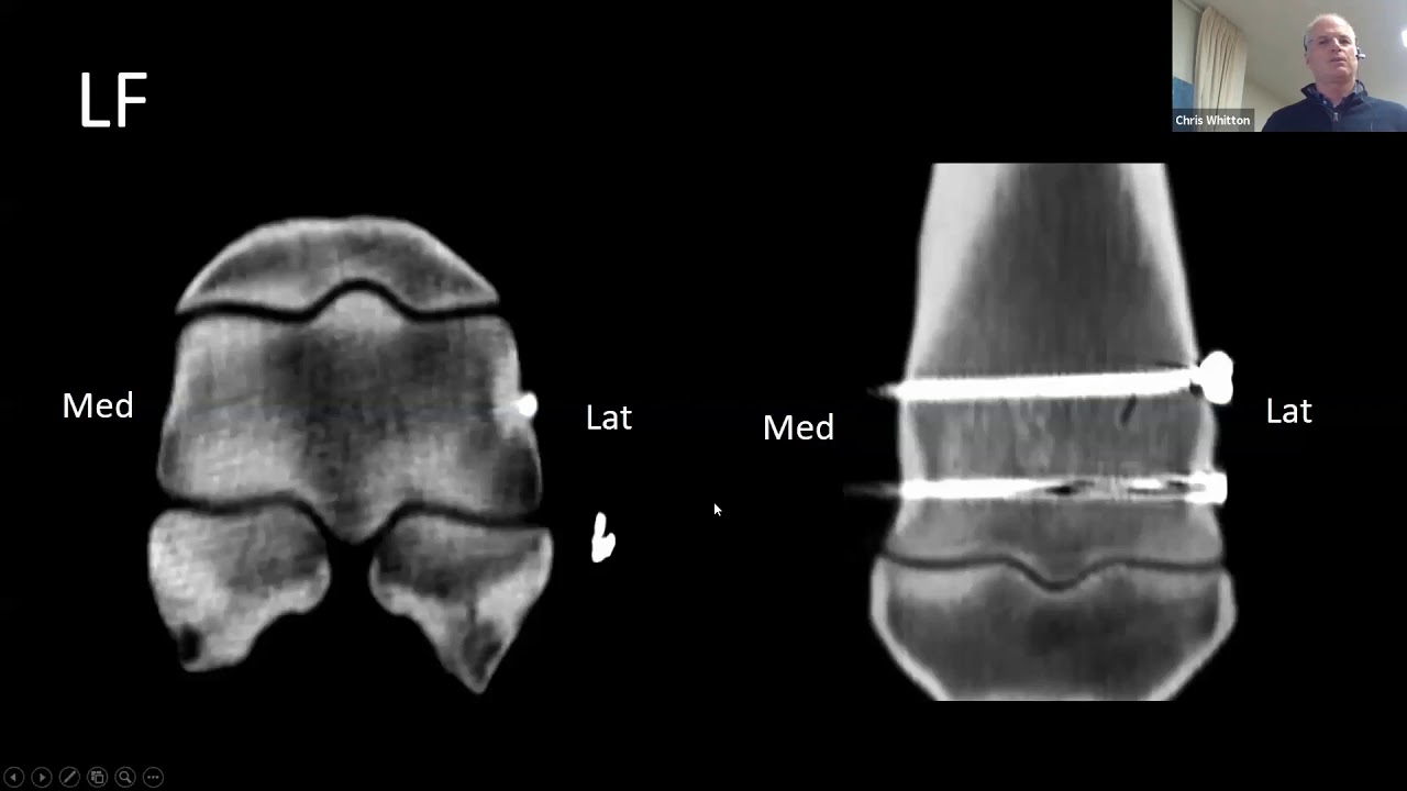 Equine Standing Surgery Case Study