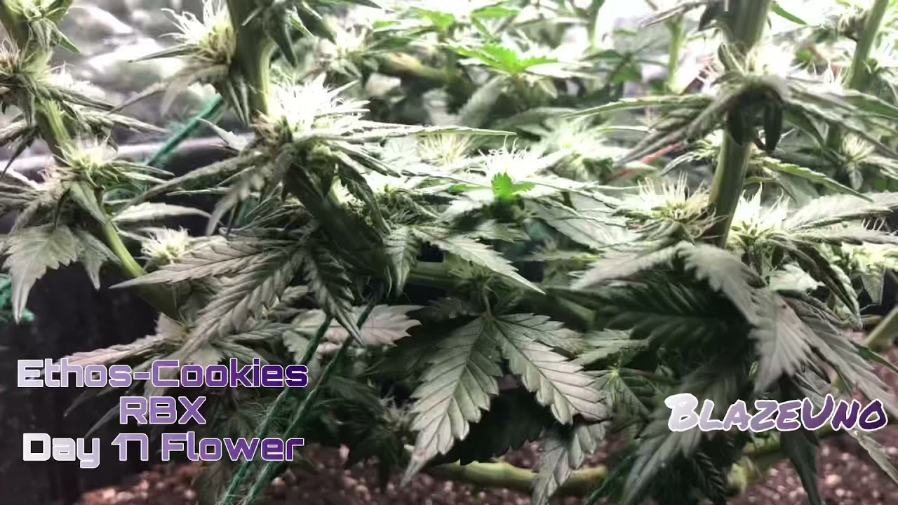 Ethos Cookies Day 17 Flower