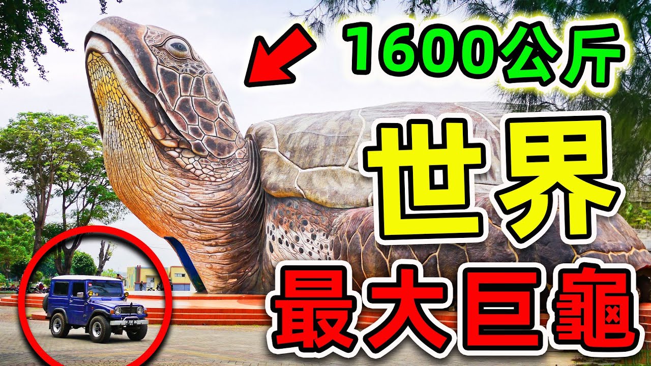 全世界最大的10只超級巨龜！第一名重量超過1600公斤，把鱷魚直接當食物吃。|#世界之最top #世界之最 #出類拔萃 #腦洞大開 #top10 #最大巨龜