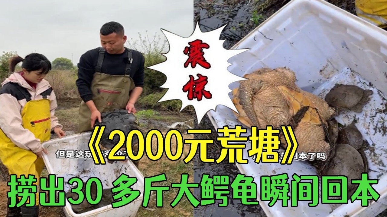 2000塊包下的荒塘，撈出30 多斤大鳄龜瞬間回本#小飛哥#新農人  #三農  #戶外 #包塘