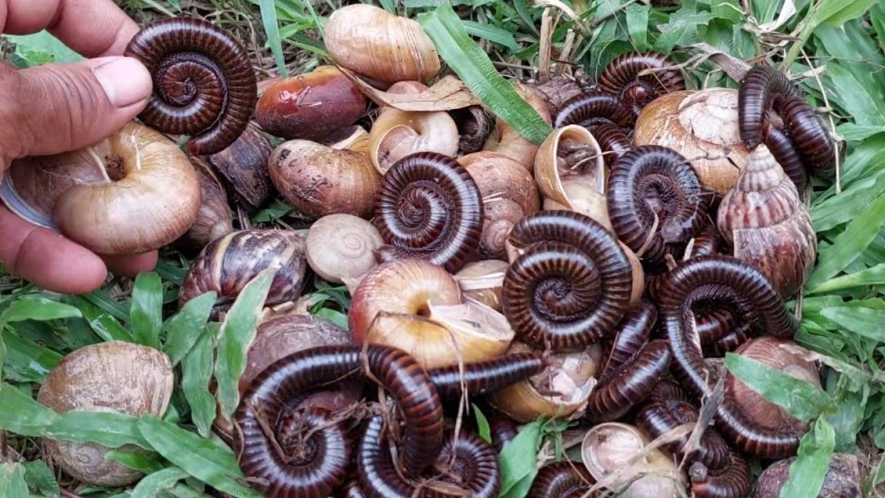 In  the evening I went out to catch snails and millipedes#millipedes#snasils#insect#