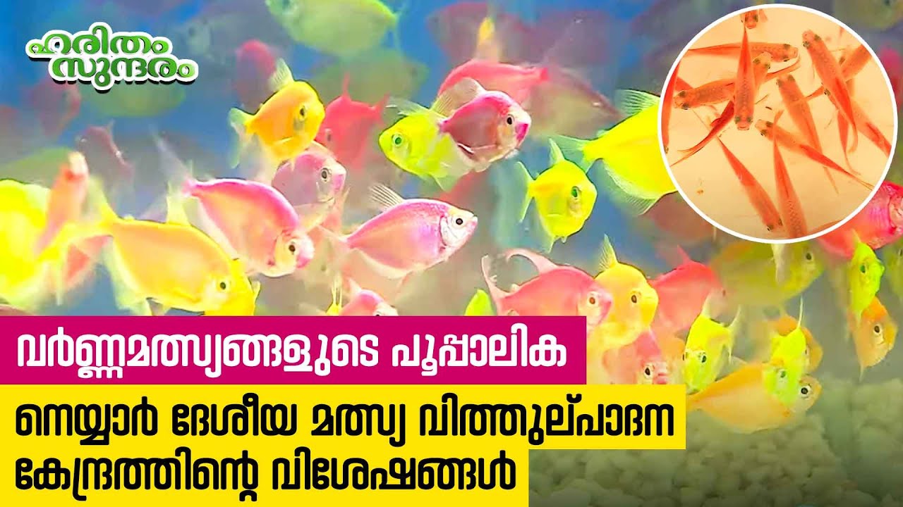 Heaven of ornamental fishes, Neyyar freshwater fish seed farm | Haritham Sundaram EP 423