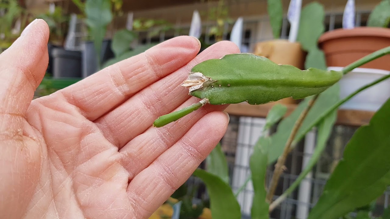 Epiphyllum - rozwiejcie Państwo me wątpliwości...