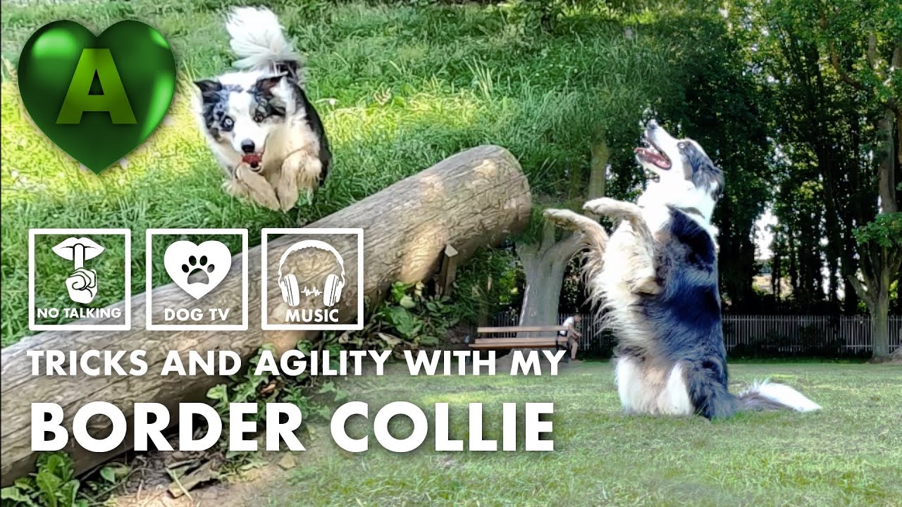 Ep10 Blue merle border collie dog walk / agility training session - Faversham Rec. No talking. Music
