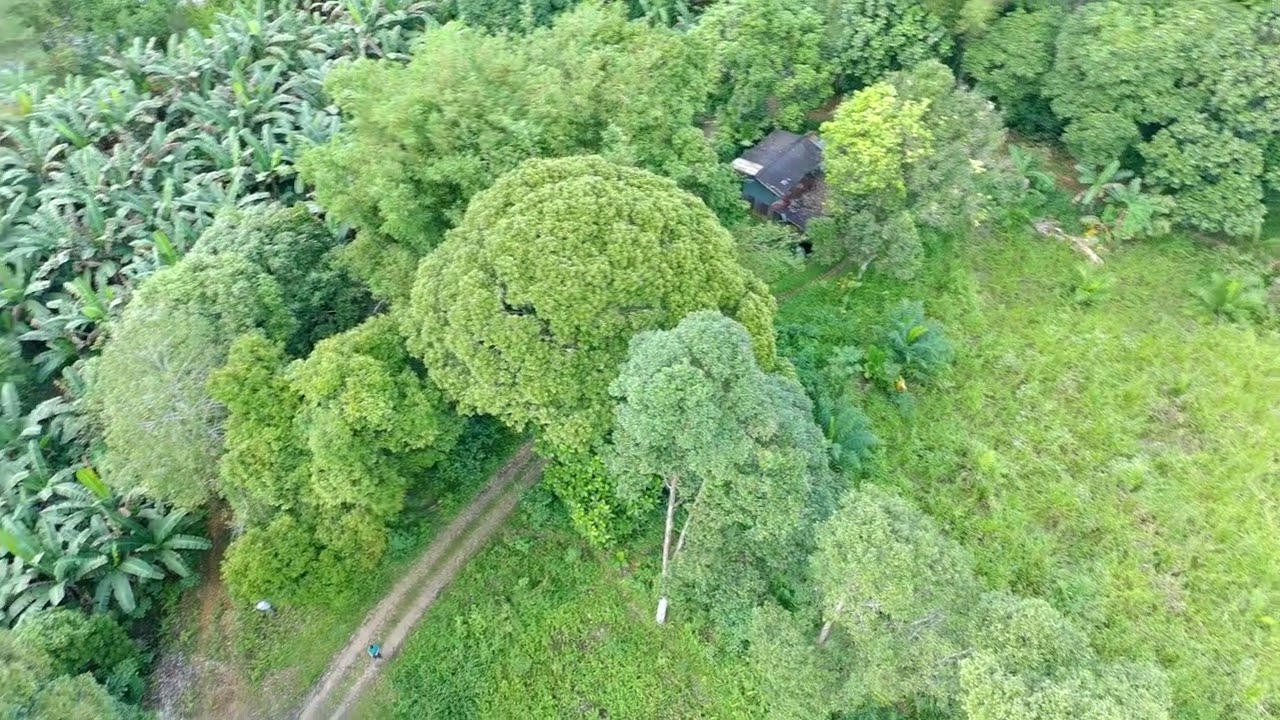 fly from kg tambulaung kb part1 (2/2/2026)