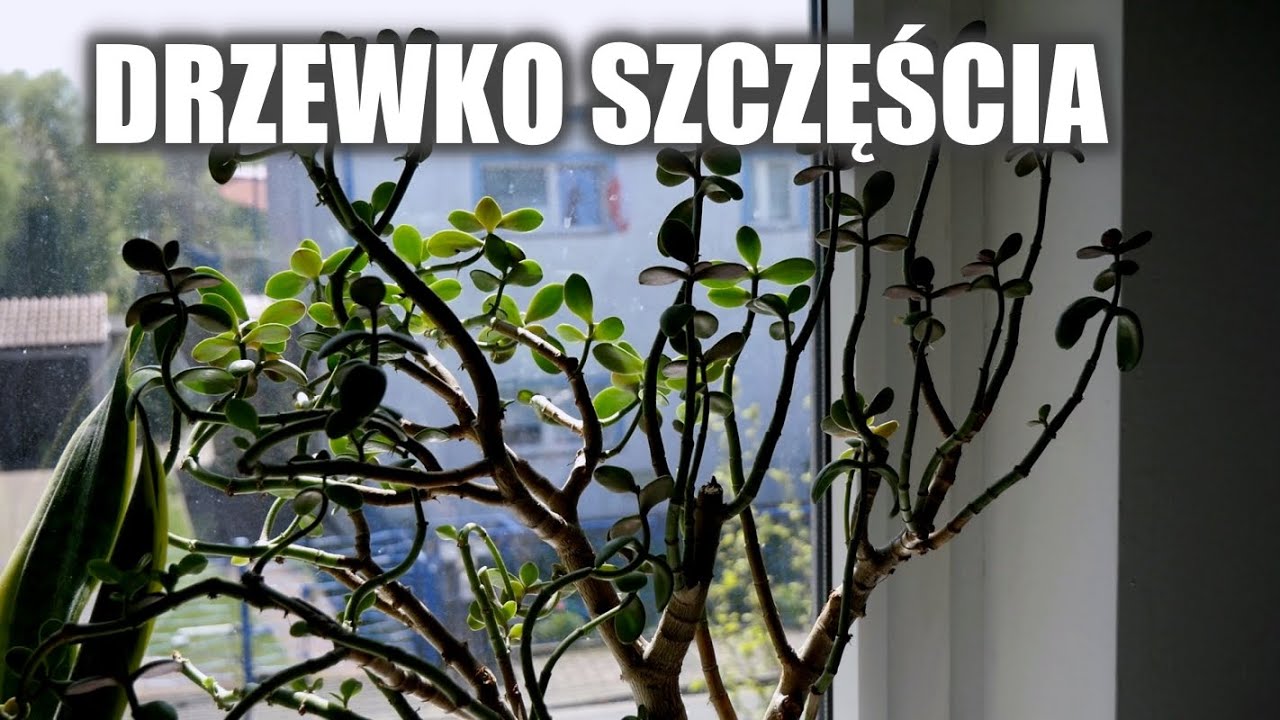 Drzewko szczęścia Jak pielęgnuję? │Semika