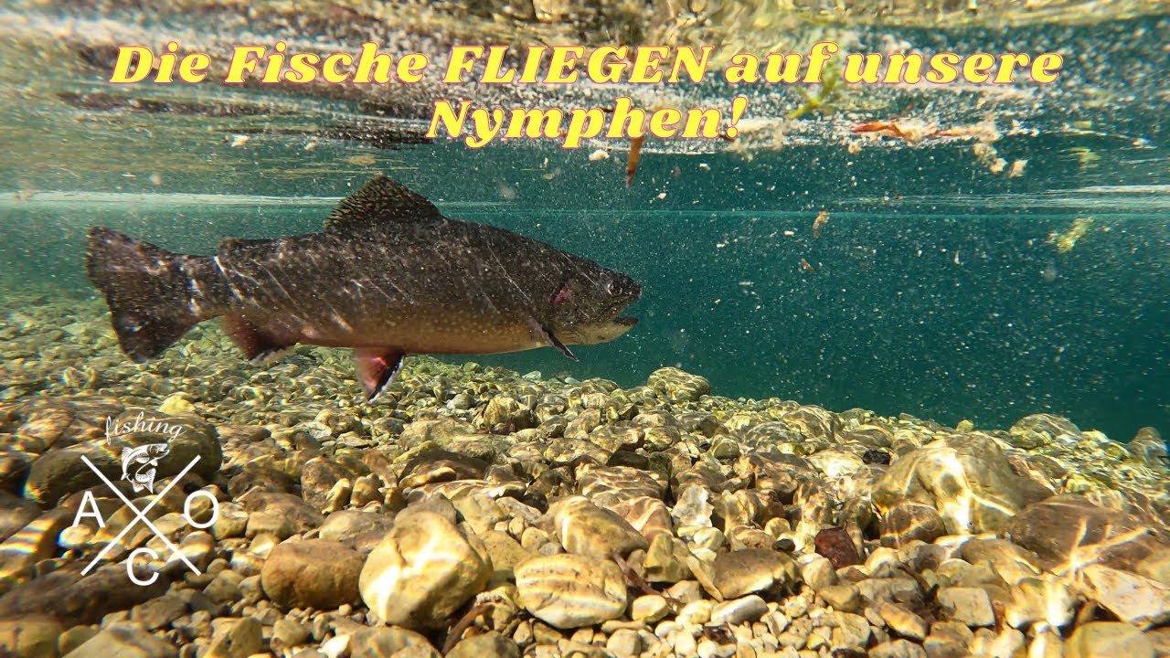Fliegenfischen auf dicke Saiblinge - wir können es auch mit der Nymphe! Bluntausee!