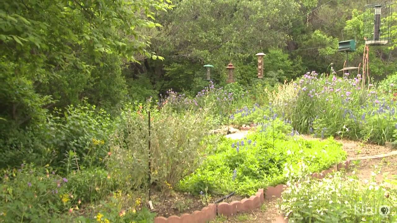 Backyard habitat|Jackie Davis|Central Texas Gardener