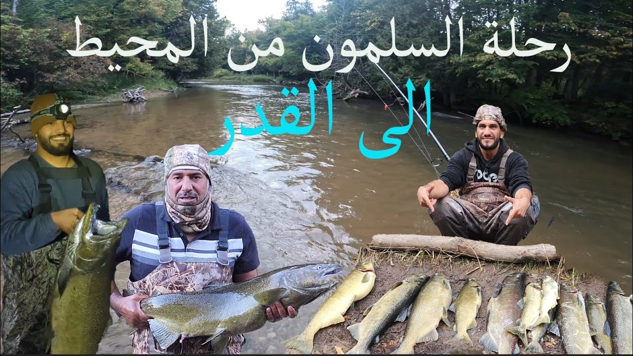 هجرة السلمون من المحيط الى النهر 