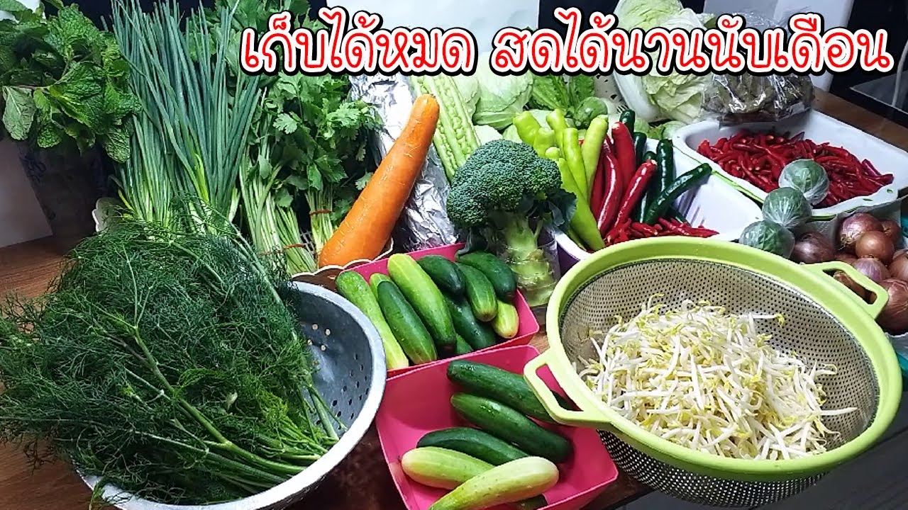 วิธีเก็บผัก 16 ชนิด สดได้นานเป็นเดือน ประหยัดพื้นที่ รักษาความสดก่อนปรุงให้คนที่รักAsia Food Secrets