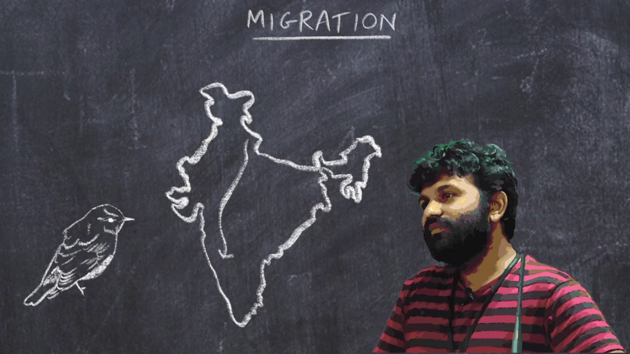 Basic Ornithology: Migration