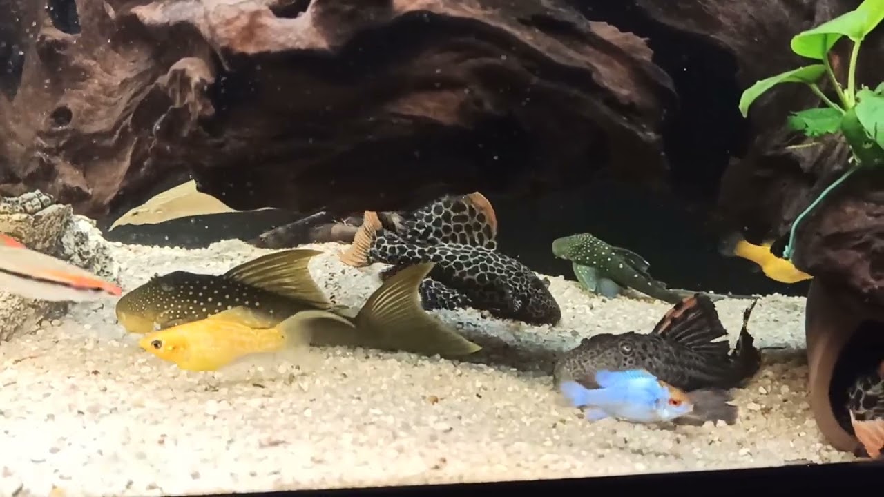 Pleco feeding L018, L091, L114, L128, L190, L200, L240