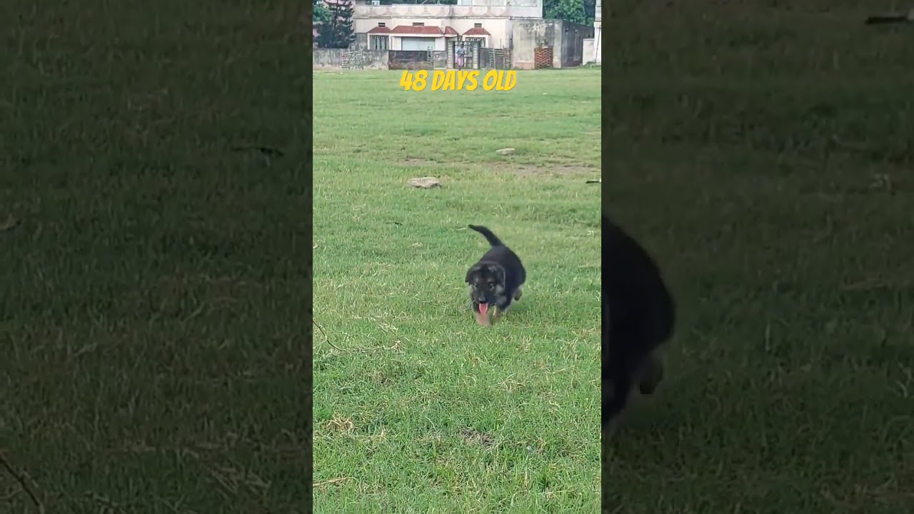 German Shepherd puppy 48 days old