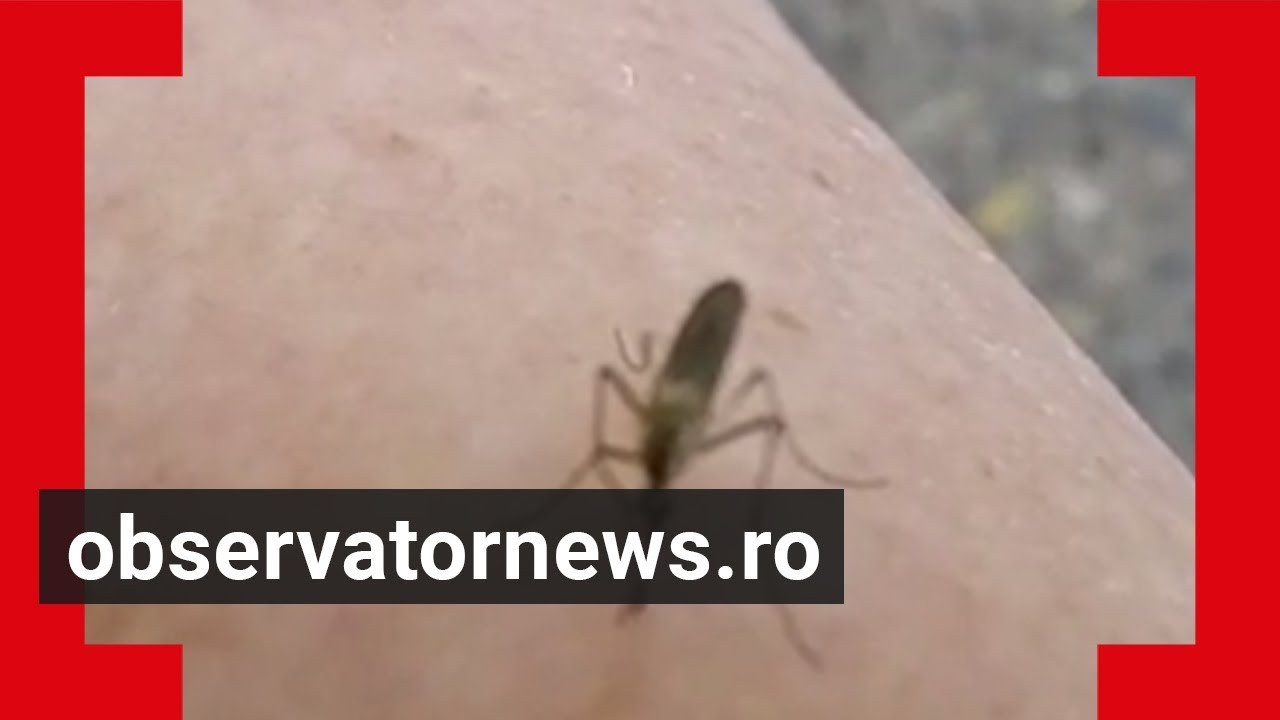 A început sezonul țânțarilor. Cum ne protejăm de aceste insecte