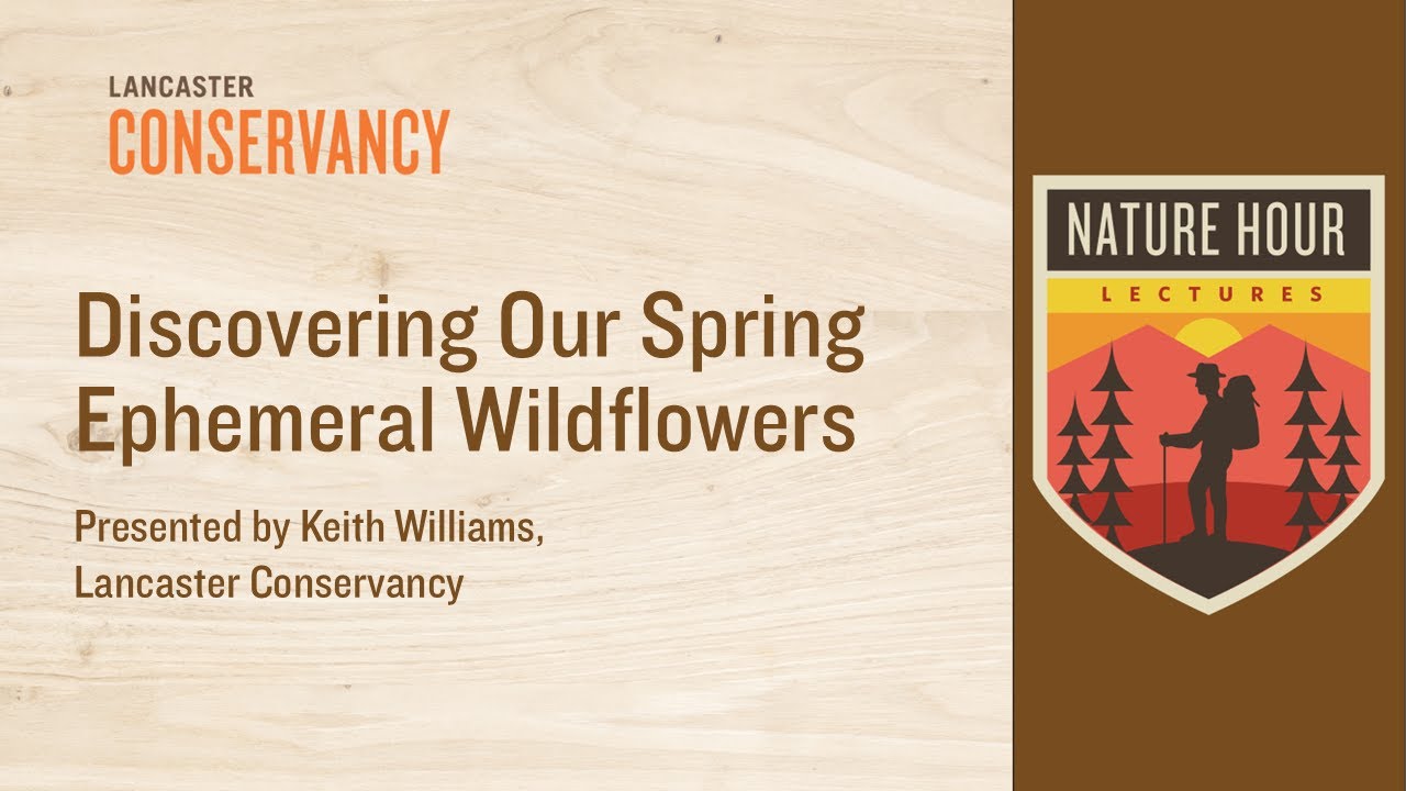 Nature Hour: Discovering Our Spring Ephemeral Wildflowers