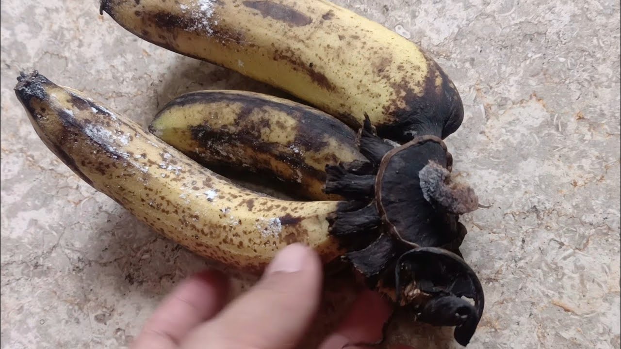 SEJAK TAU RESEP INI PISANG HAMPIR BUSUK DIRUMAH TIDAK PERNAH DIBUANG
