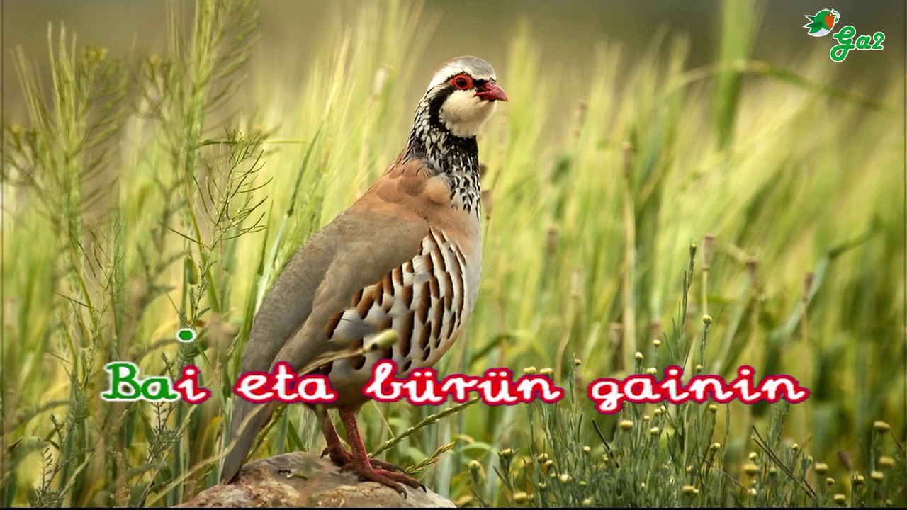 Eperrak (Taberna ibiltaria)