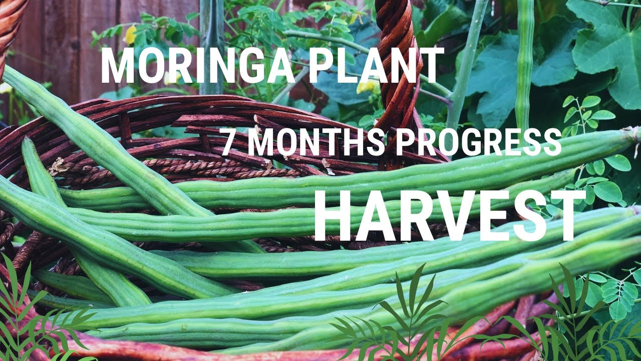 Growing Moringa Plant / 7 months old / Seed to Harvest | 2024 Gardening
