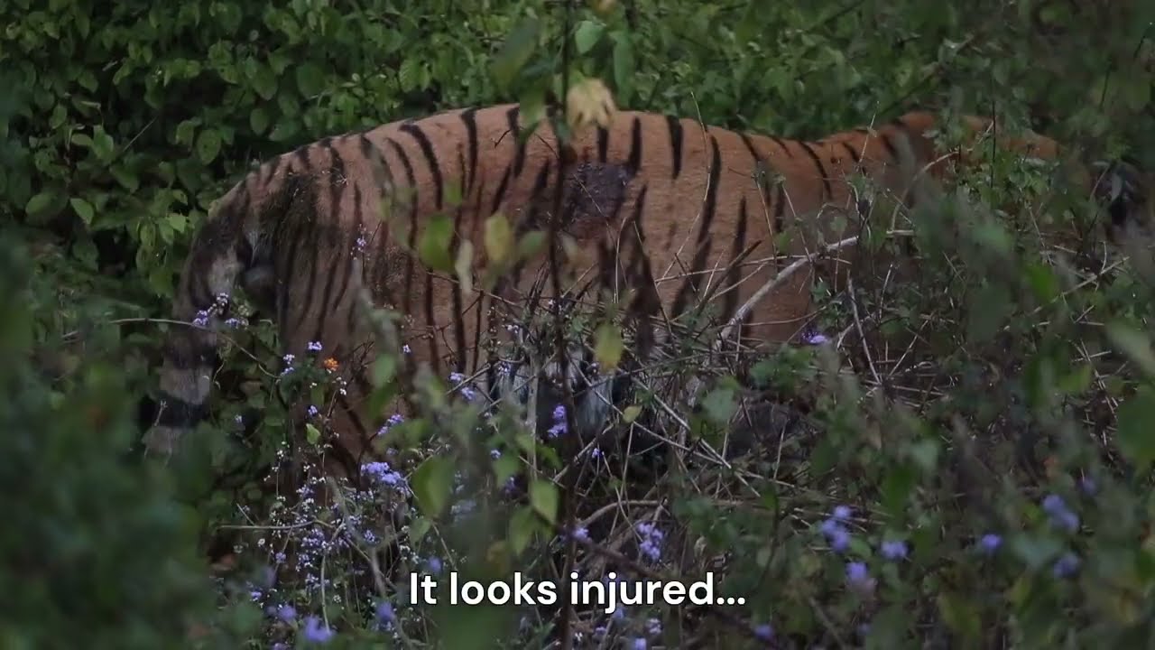 Tracking down an injured Corbett Tiger!