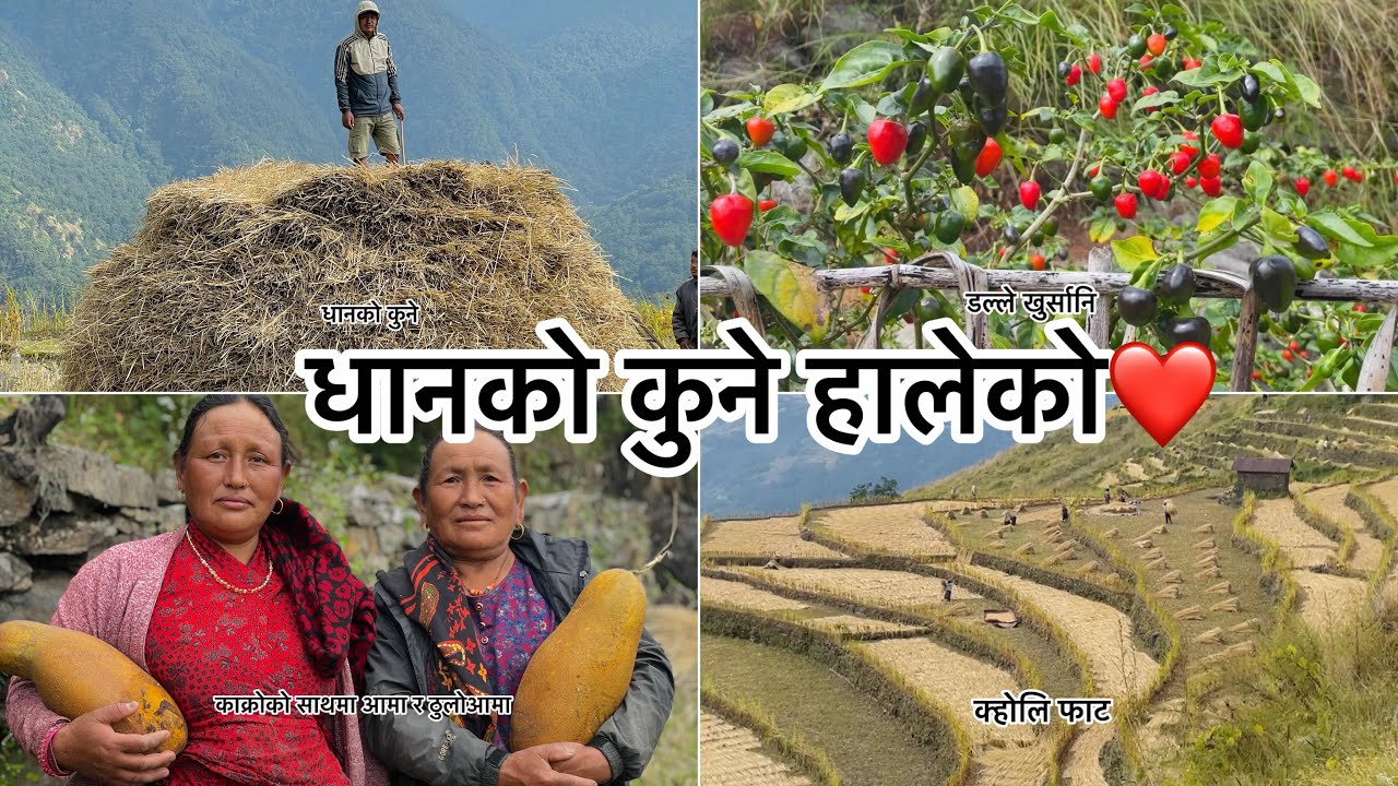 अस्ति काटेको धानलाई सिक्लेस गाउॅंमा कसरी कुने हालिन्छ त?❤️😁॥गाउॅंले जीवन😊॥गाउॅंघर❤️