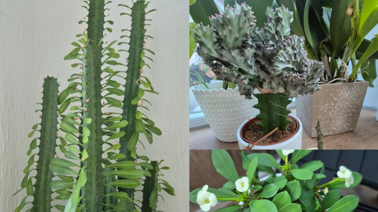 Мои любимые МОЛОЧАИ - platyclada, lactea, milii,  leuconeura, trigona. Маленький обзорчик.