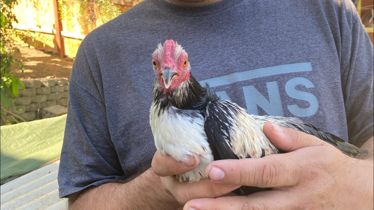 Como limpio jaulas y voladeros y moviendo gallina con sus pollitos