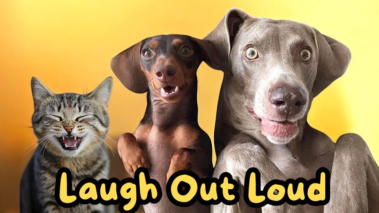 Cats & Dogs Funny Compilation 30 | That’ll Make You Laugh Out Loud! 😹🐕