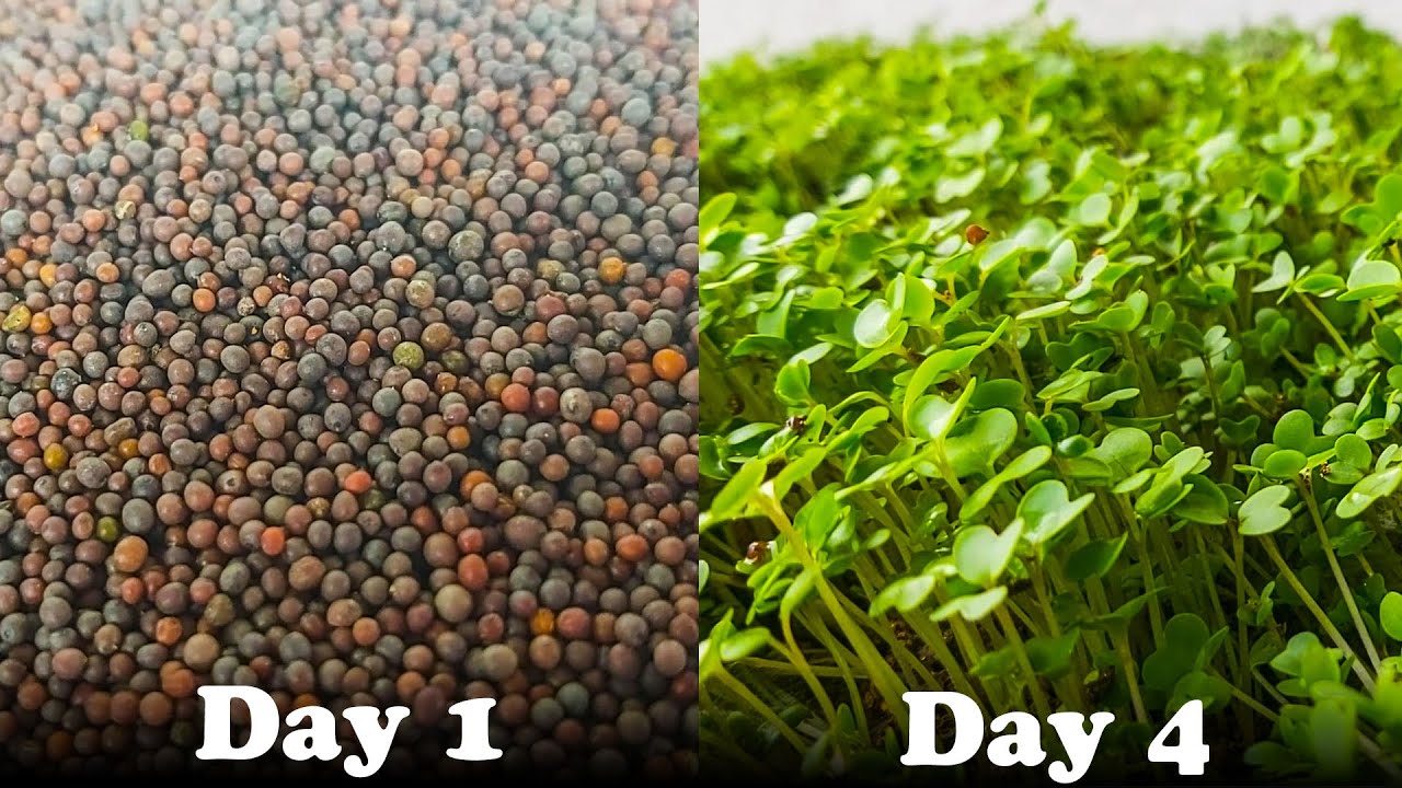How To Grow 10000+ Mustard Seeds