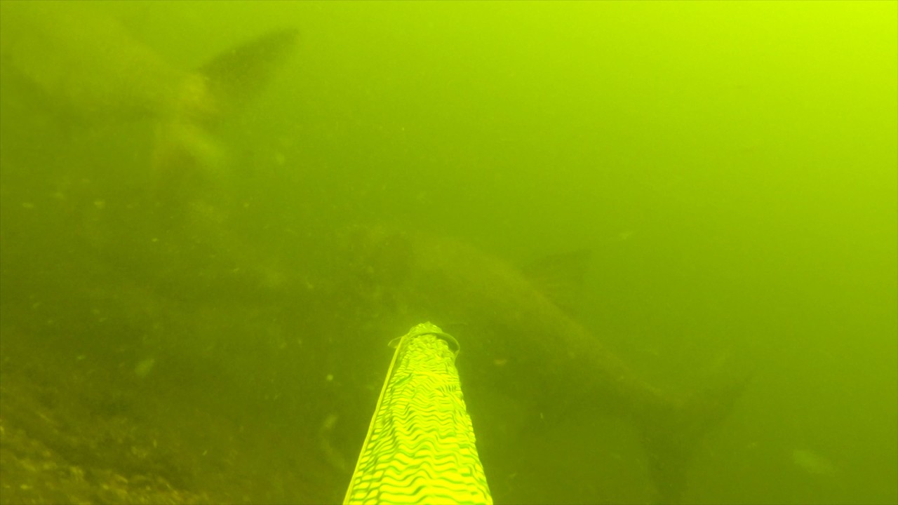 Подводная охота Волгоград. Волга. Толстолобики, амуры, сазан.