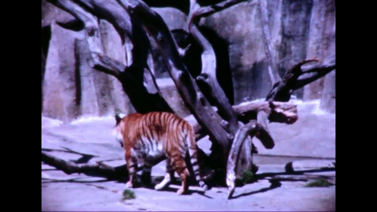 Views of San Francisco and San Francisco Zoo, 1964