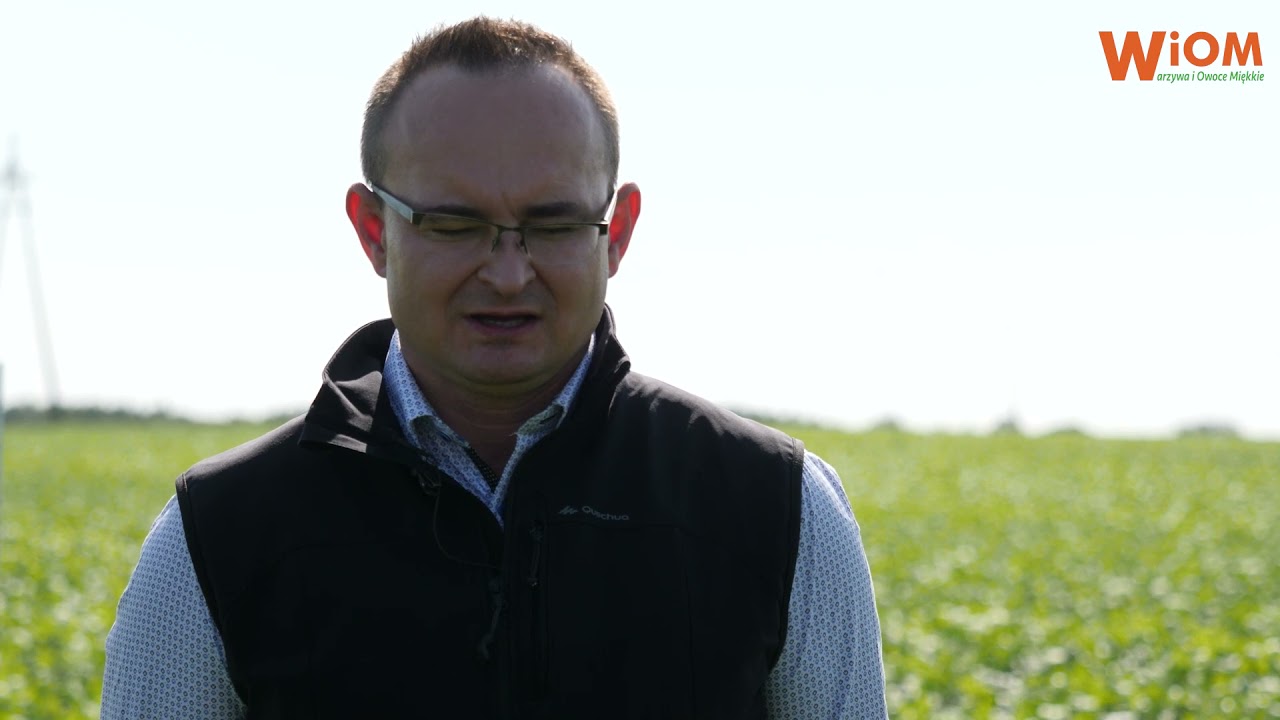 Pokazowa plantacja fasoli szparagowej dla przetwórni GreenYard