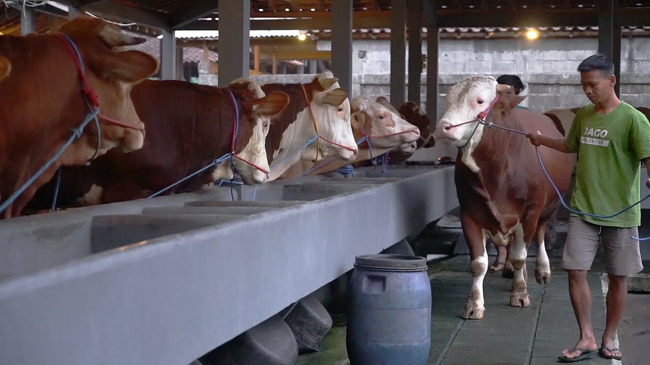 TIBA2 PENUH !? FULL ABSEN 15 SAPI BARU SETIA FARM
