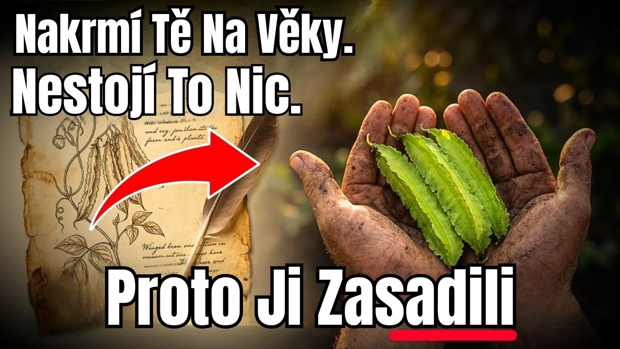 Více Proteinu Než Sója. 5 Potravin Z Jedné Rostliny. Proč Byla Smazána?