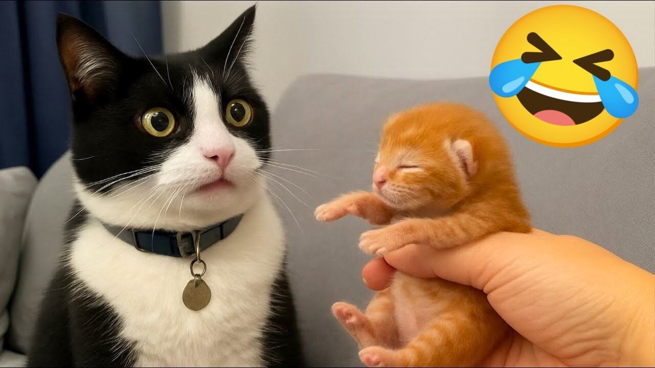 Orange Cat Energy! 🧡🤣