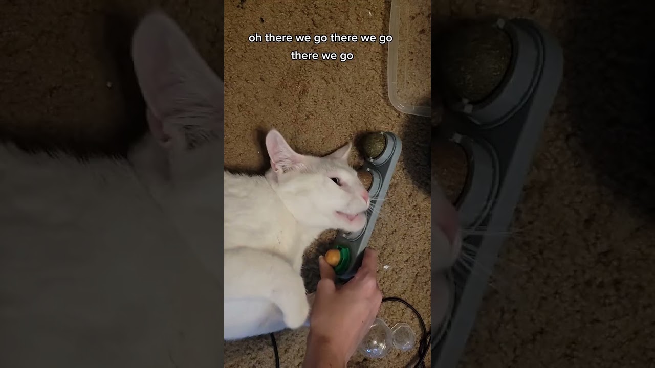 Throwback to the First Catnip Toy I got Mochi