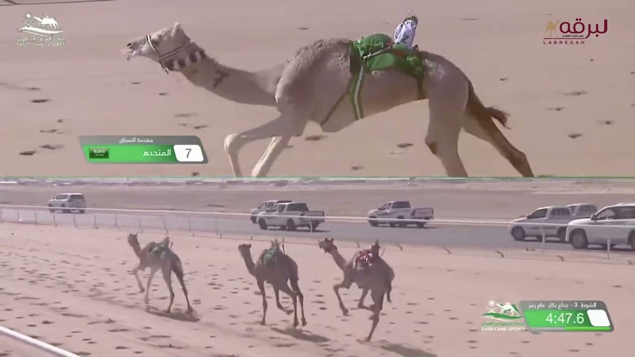 ش3 التماس لـ علي سعيد سالم الزرعي (كأس الإتحاد السعودي للهجن 3-10-2023م) رمز الجذاع بكار عام 7:36:08