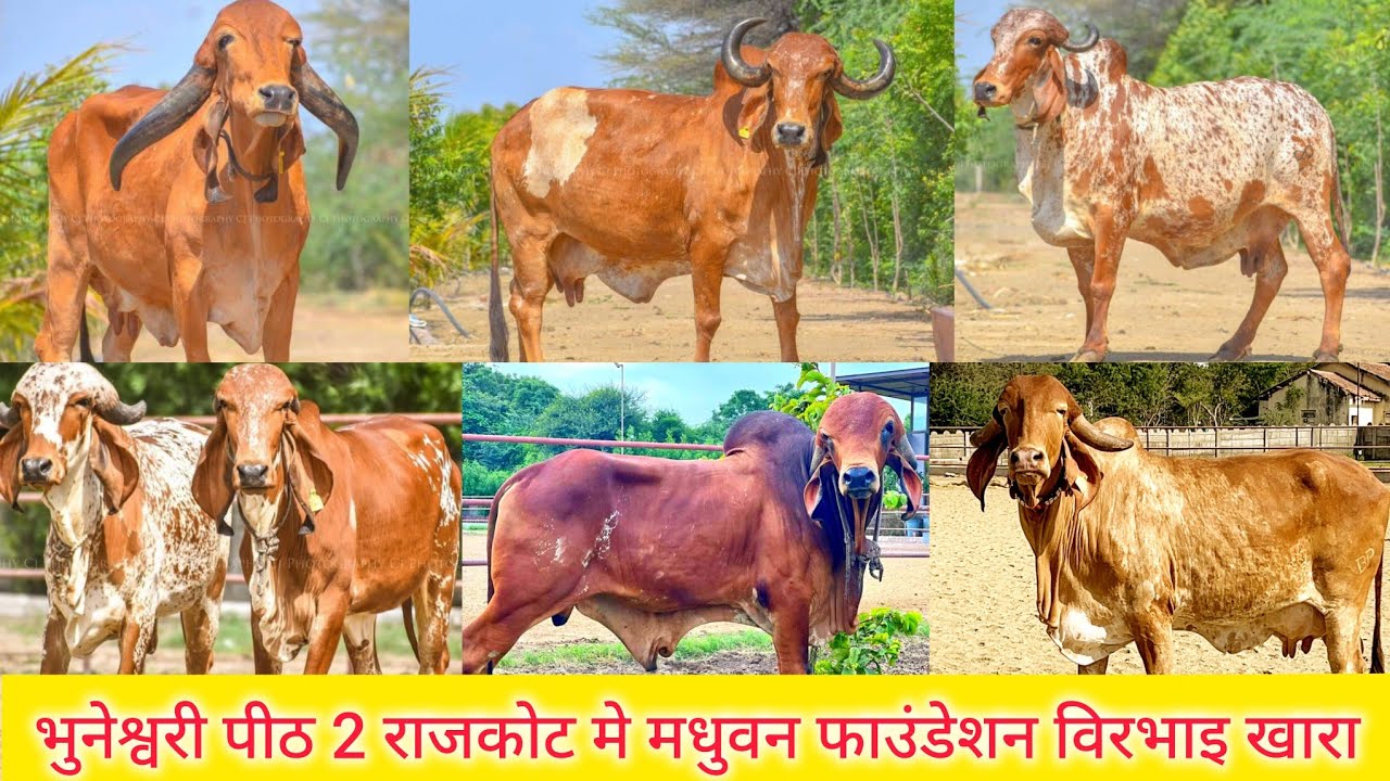 Madhuvan foundation / gir gaushala Rajkot virbhai khara best gir cow collection in Gujarat
