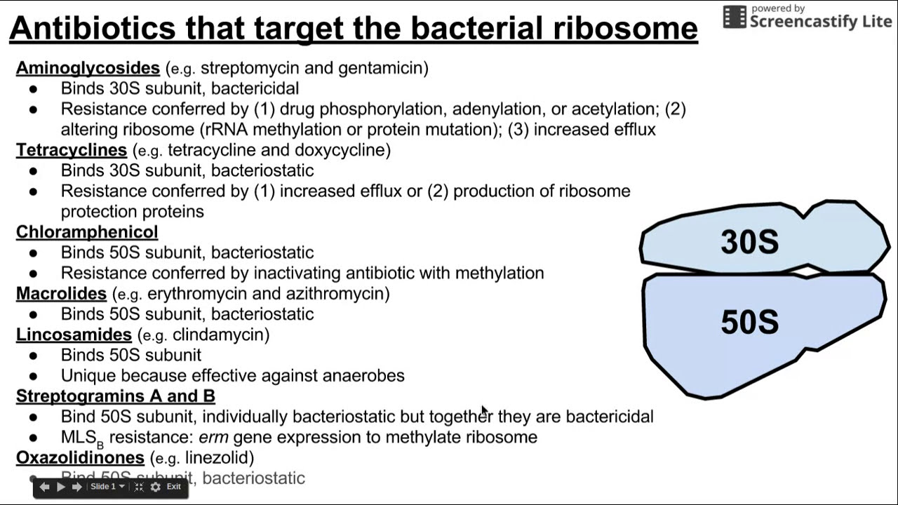Antibiotics that target bacterial ribosomes