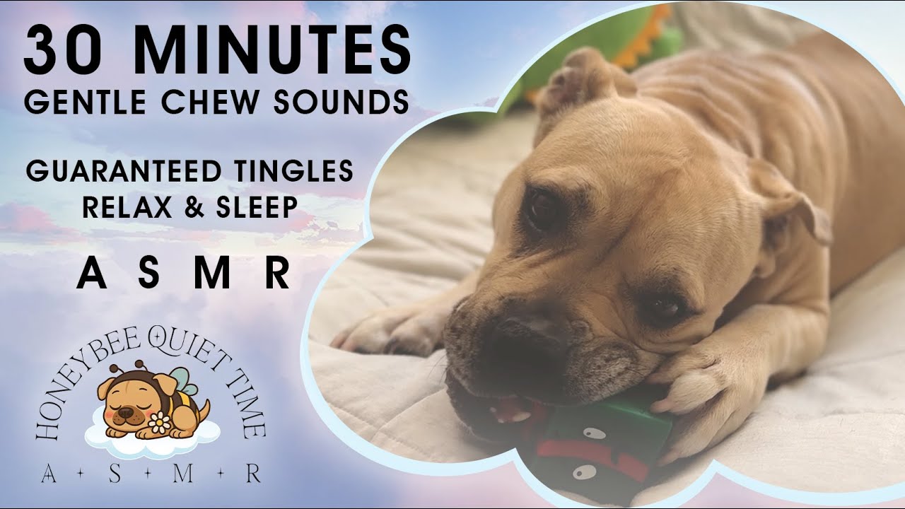BEST ASMR Dog Chewing | 30 Minutes of Gentle Chew Sounds for Sleep & Relaxation | Gift Box Toy