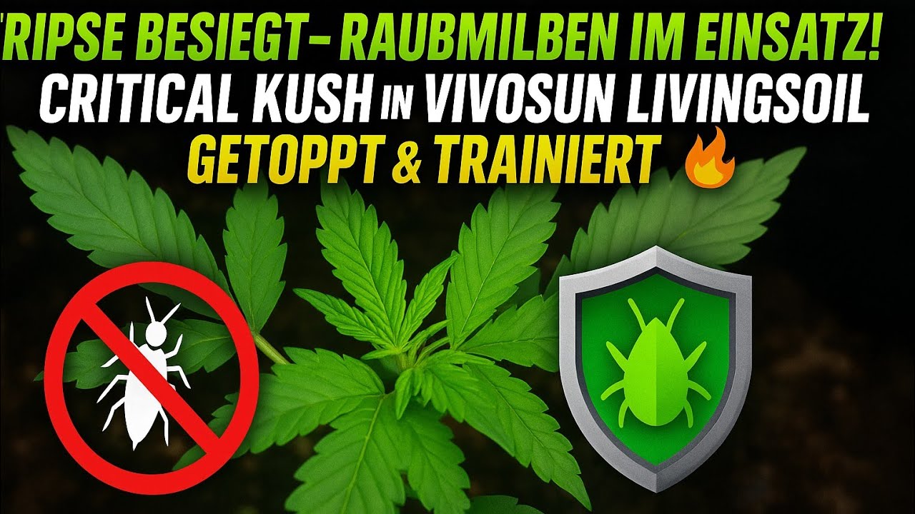 Tripse besiegt! 🌱 Critical Kush in Living Soil getoppt & trainiert 💪🔥|@Vivosun 