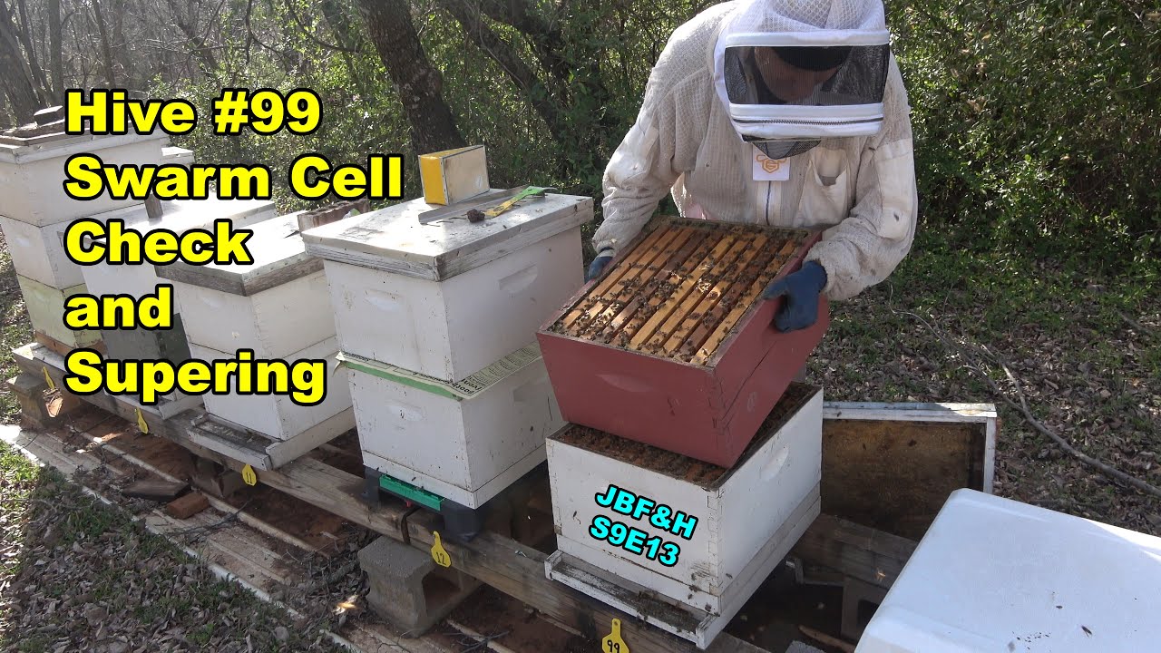 Swarm Cell Checks, Supering & Bee Yard Chores S9E13 #beekeeping