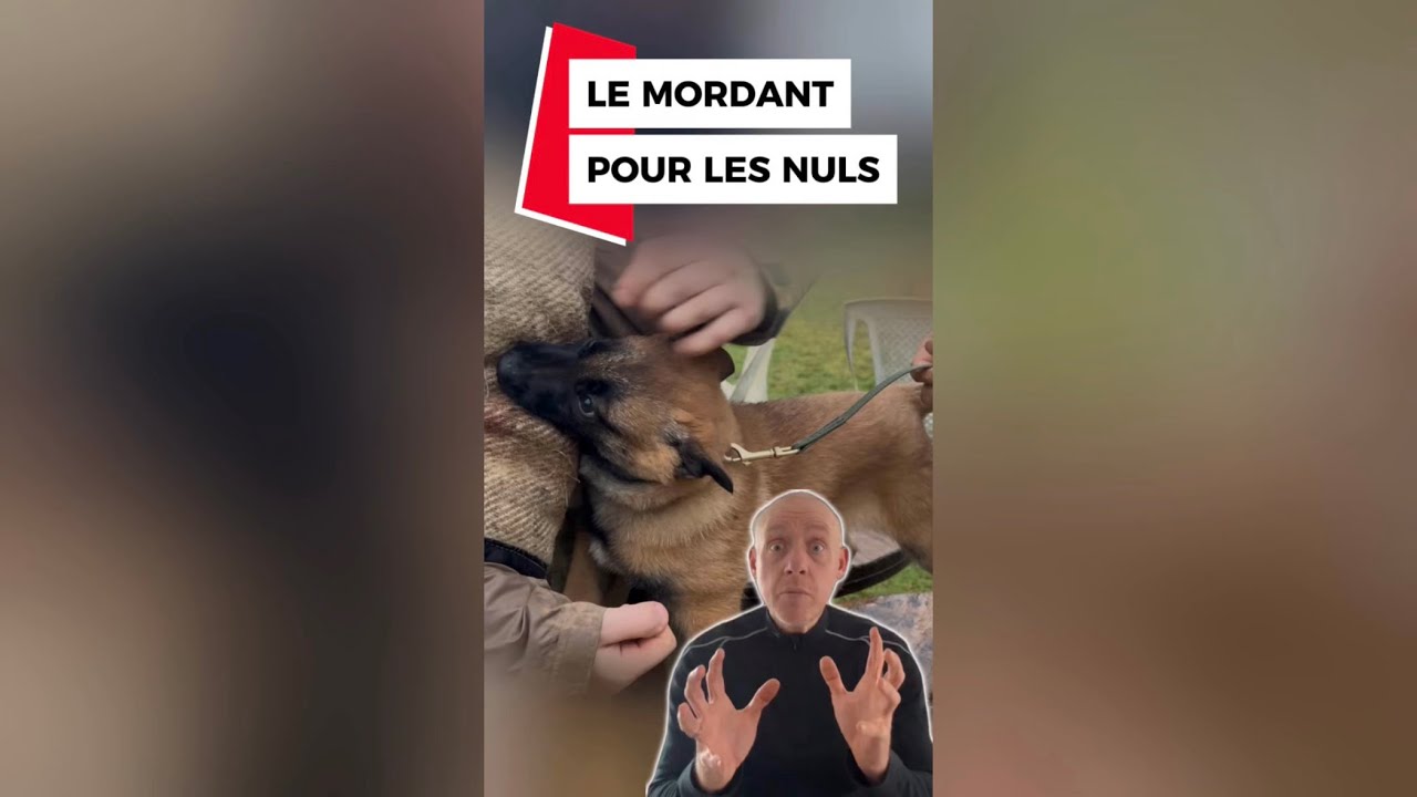 Le Mordant Pour les Nuls ! 🐕 Réponses aux VRAIES Questions (Après la vidéo à 3M de vues)