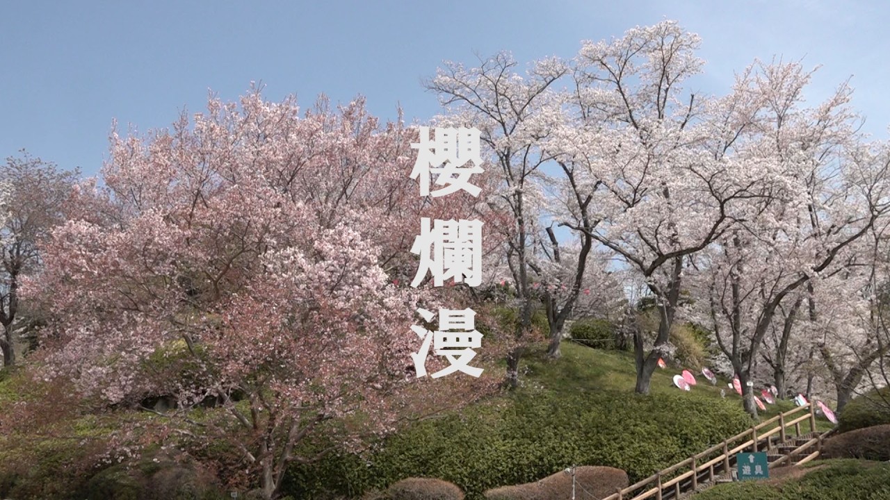 広島市植物公園　櫻爛漫       Hiroshima Botanical Garden