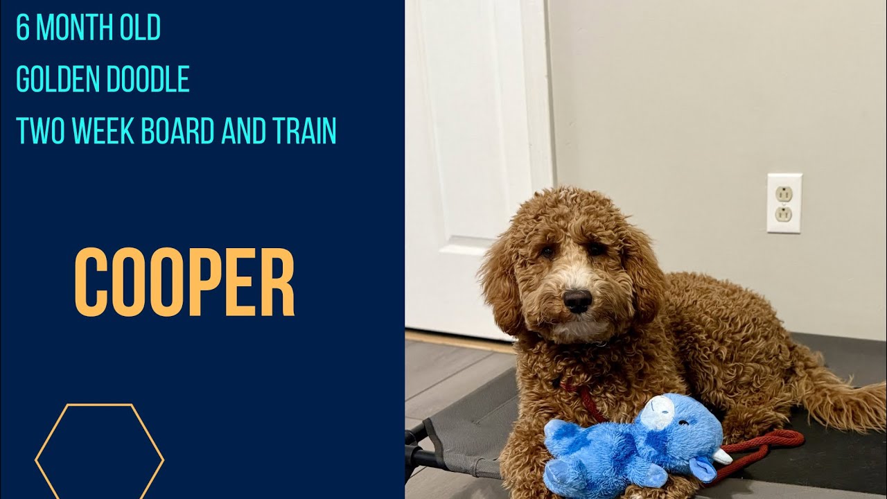 6 Month Old Goldendoodle | Off Leash K9 Training | Columbia SC