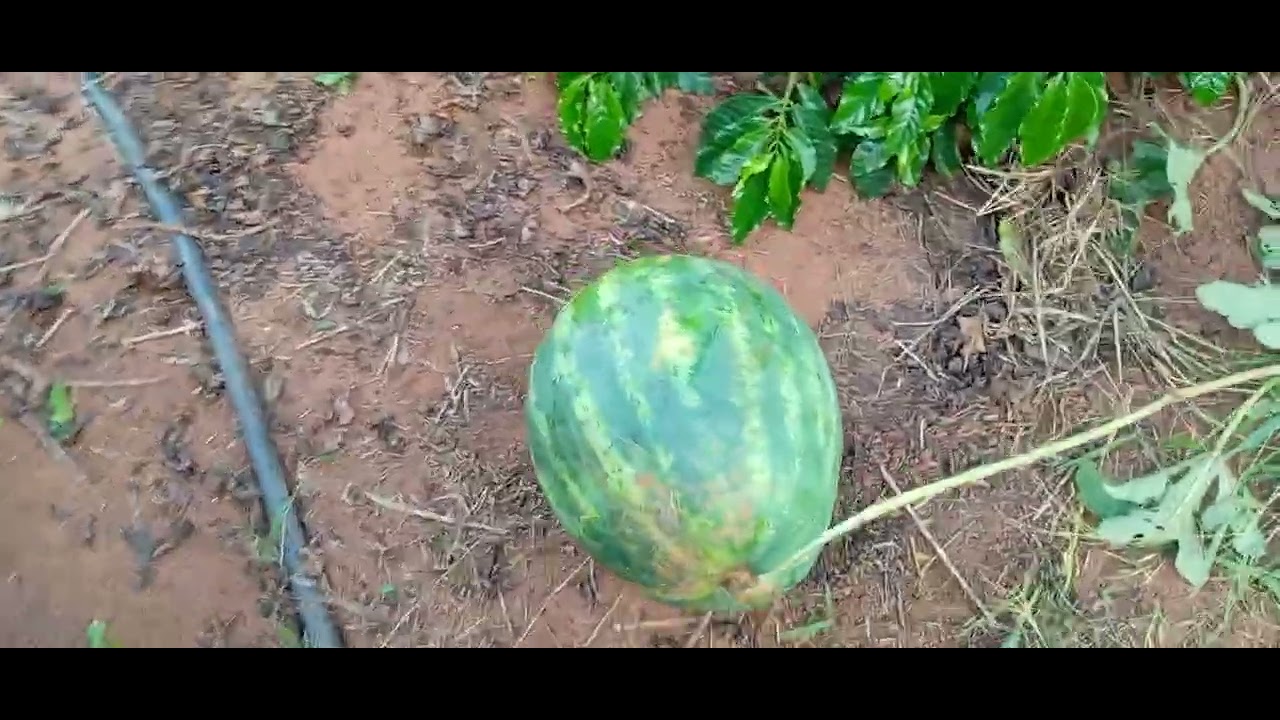 Olha que melancia gigante#agro#melancia#chuva