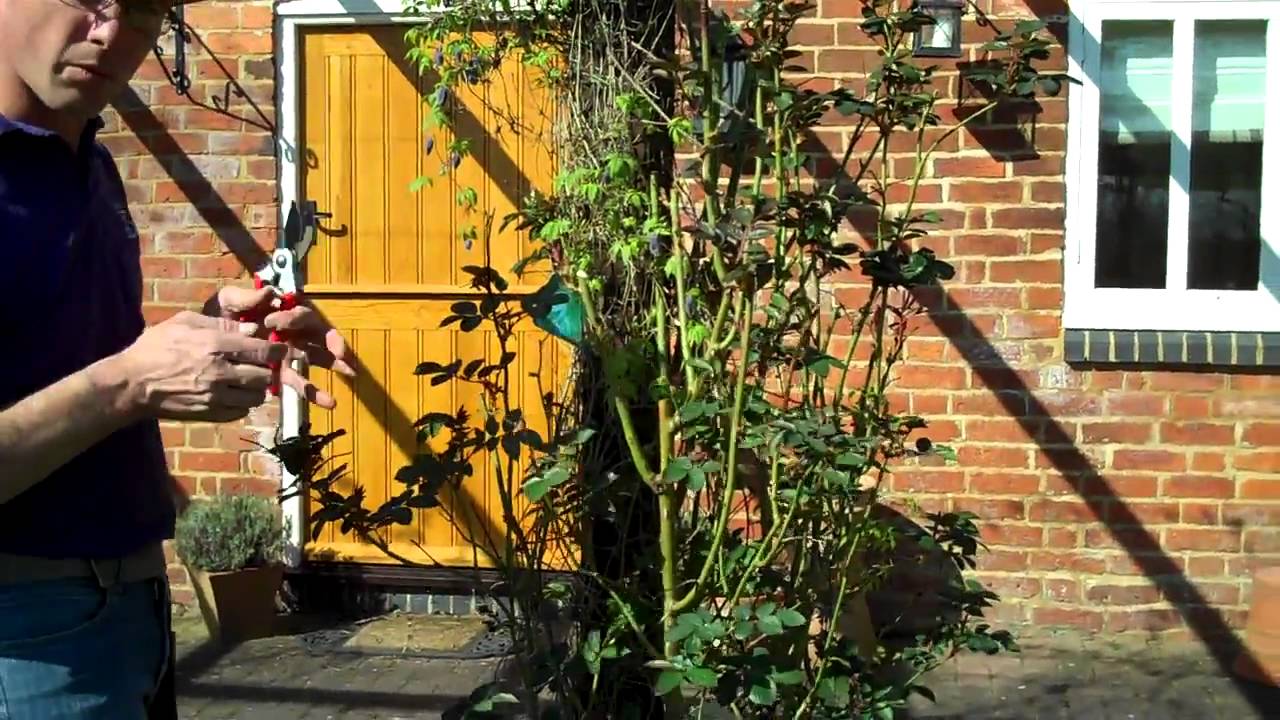 Pruning Pillar Roses