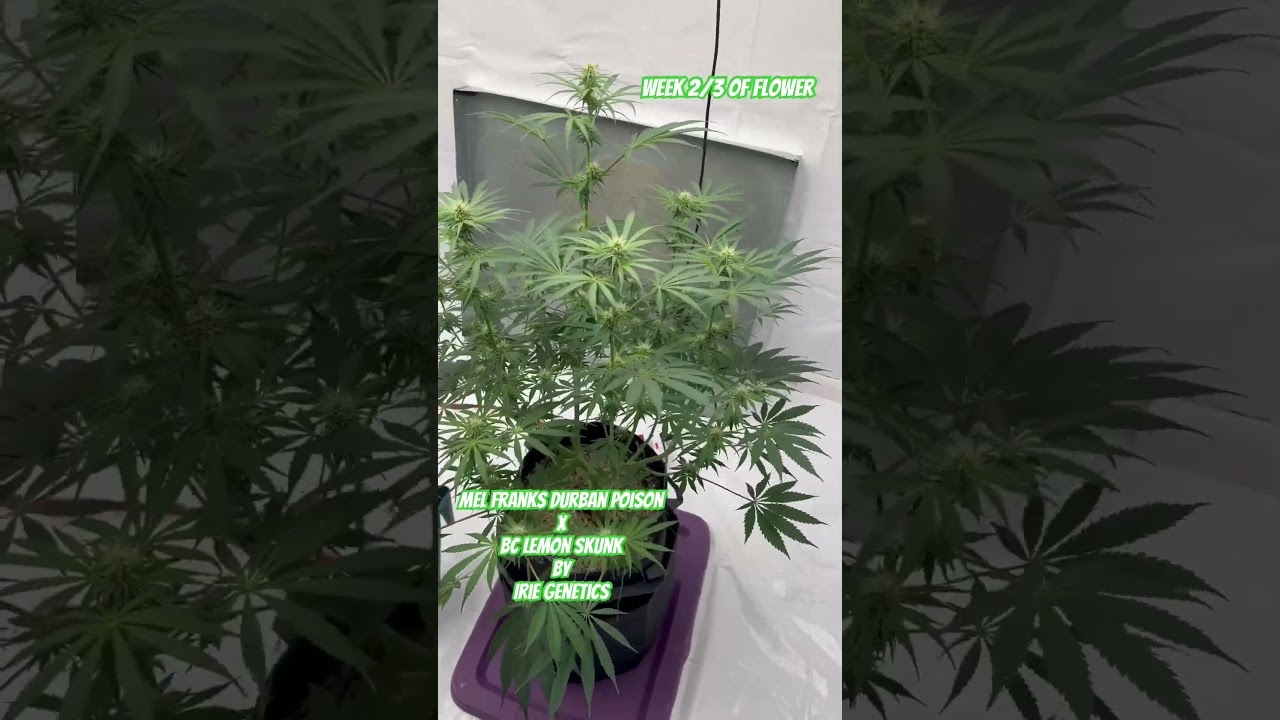 Mel Franks Durban Poison x Bc Lemon Skunk By Irie Genetics